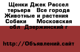 Щенки Джек Рассел терьера - Все города Животные и растения » Собаки   . Московская обл.,Дзержинский г.